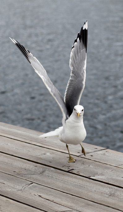 Sea nature bird wing