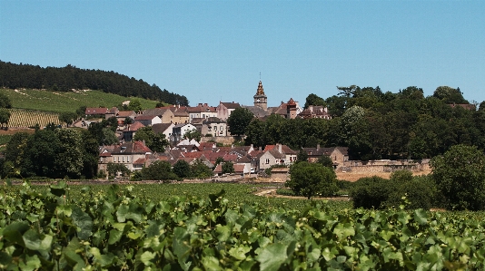 Sky grape vineyard wine Photo