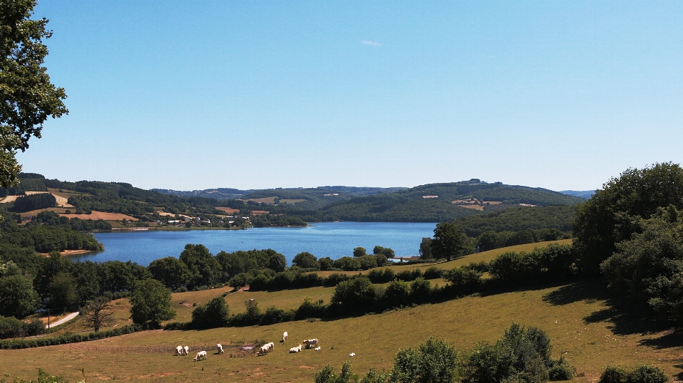 Paisagem árvore água natureza