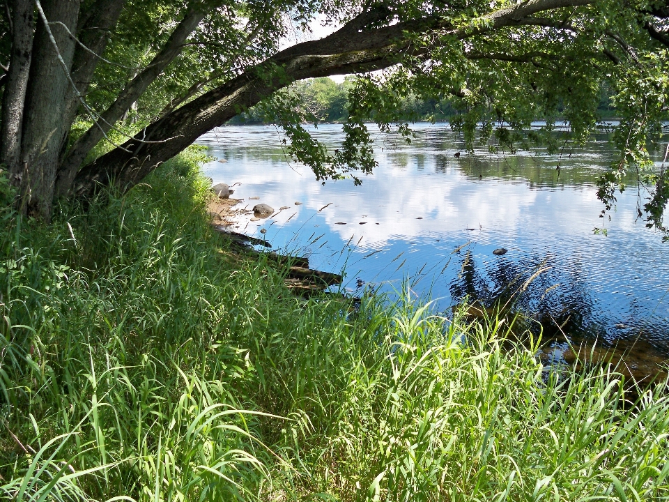 Landscape tree water nature