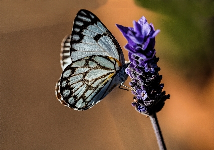 Doğa kanat fotoğrafçılık çiçek Fotoğraf