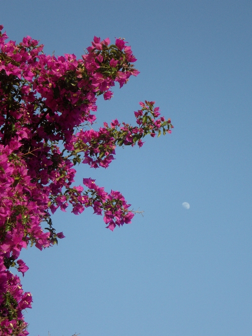 Baum zweig blüte anlage