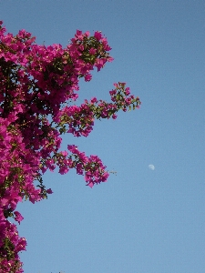 Foto árbol rama florecer planta