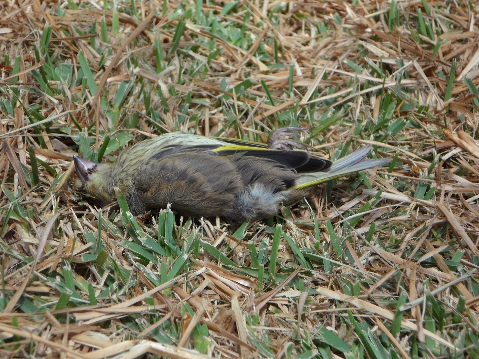 Césped pájaro prado
 fauna silvestre