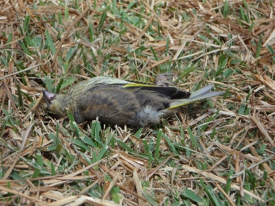 草 鳥 草原
 野生動物 写真