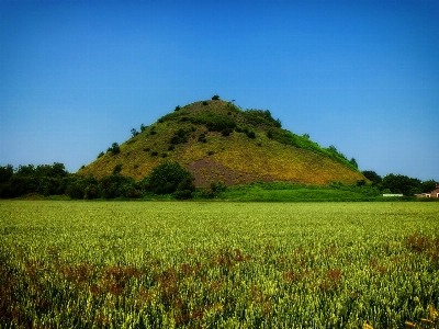 Landscape tree nature grass Photo