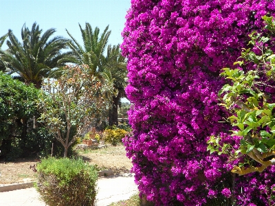 Blossom plant flower bloom Photo