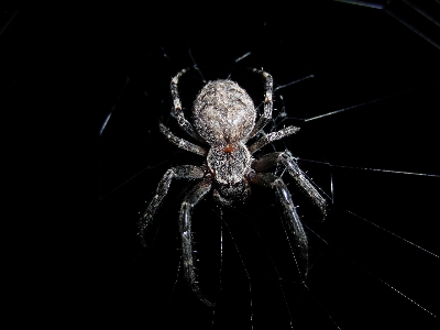 Foto Naturaleza ala en blanco y negro
 insecto