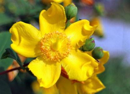 Blossom plant photography flower Photo