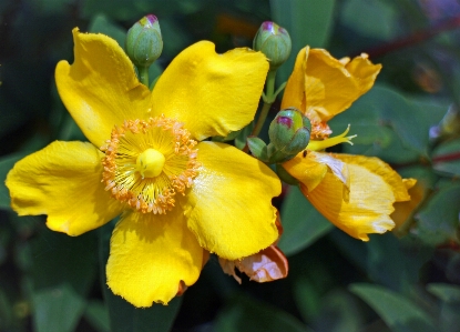 Blossom plant flower petal Photo