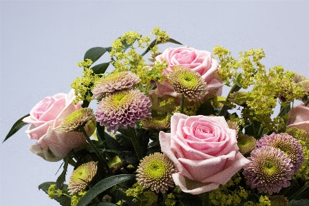 Nature blossom plant white Photo