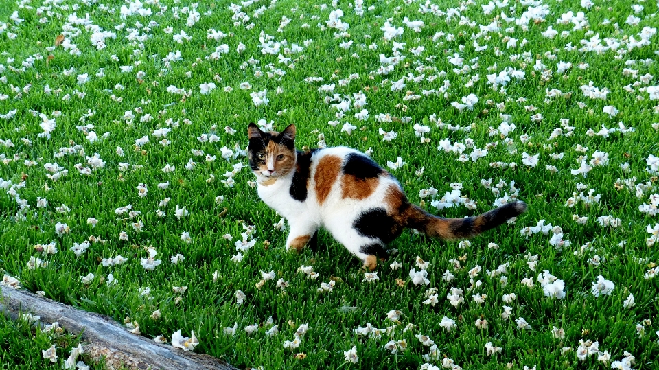 Rumput tanaman halaman padang rumput
