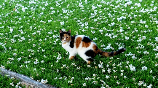 Grass plant lawn meadow Photo