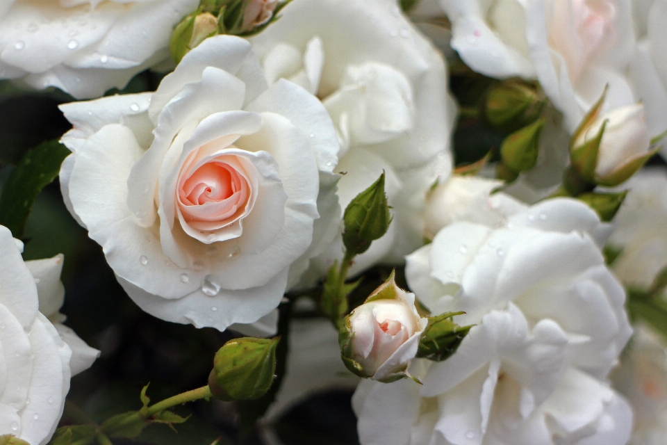 Nature blossom plant white