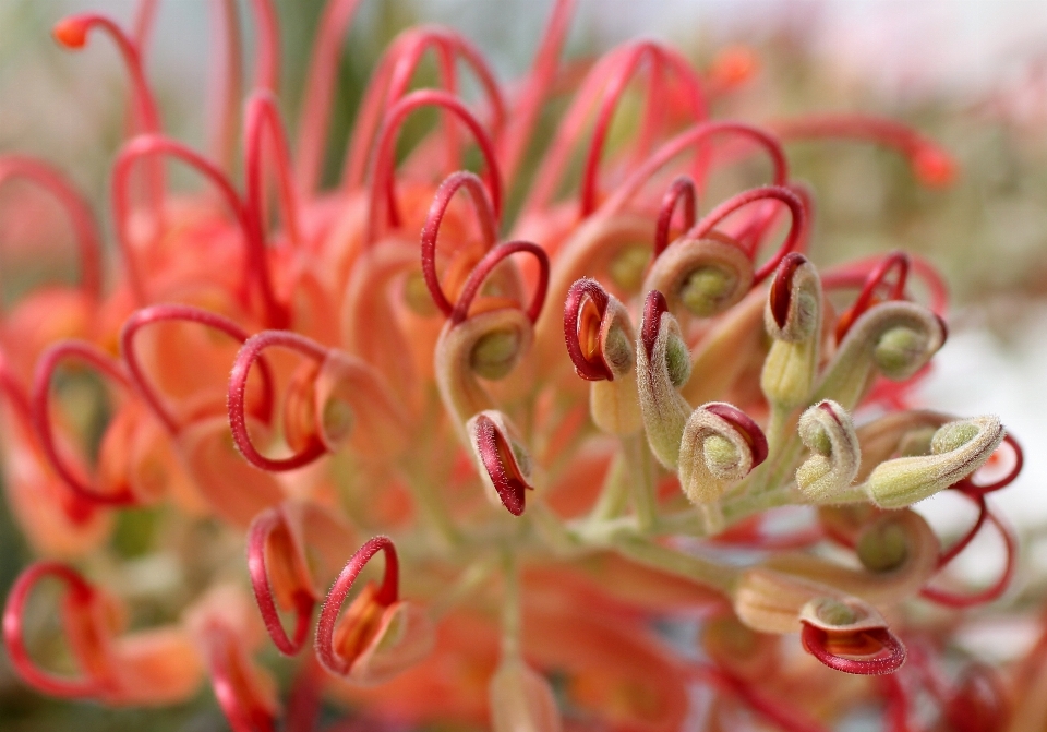 Nature fleurir usine feuille