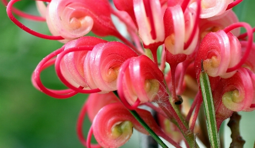 Natur blüte anlage blume Foto