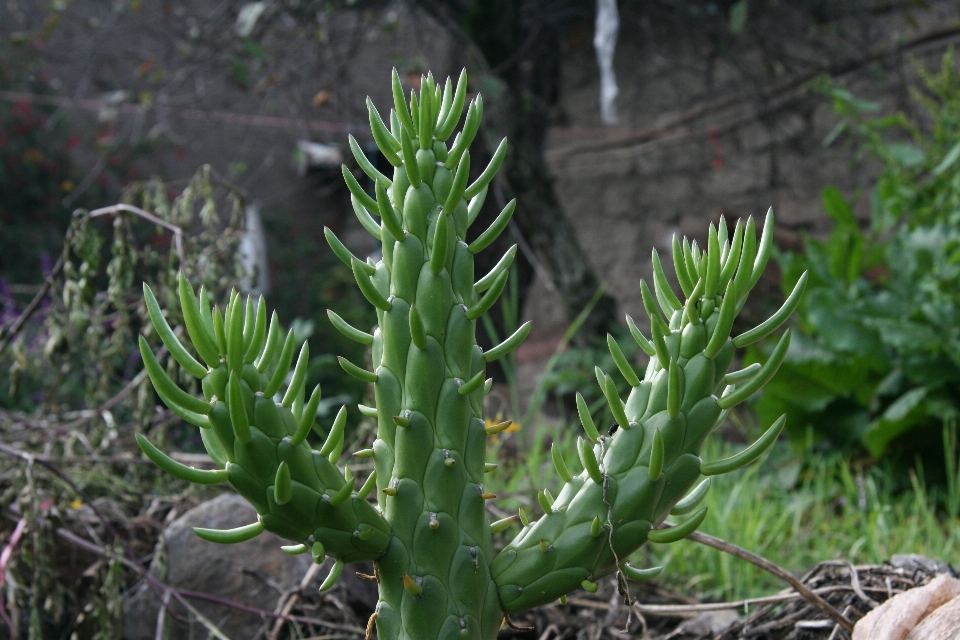 自然 仙人掌 植物 花