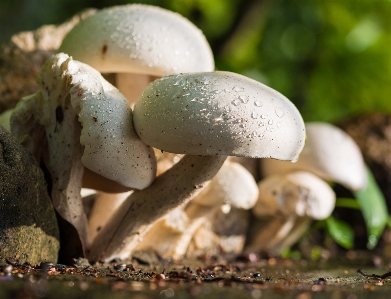 Nature white raindrop mushroom Photo