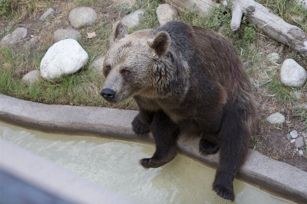 Animal bear wildlife zoo Photo