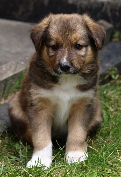 Köpek yavrusu sevimli kömür ocağı
