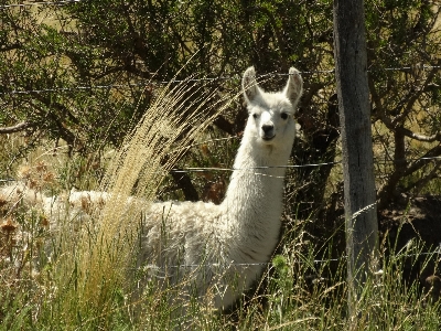 Natur gras tier tierwelt Foto