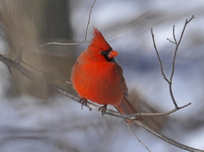 Foto Ramo inverno uccello rosso