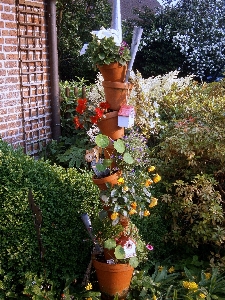 植物 草地 花 后院 照片