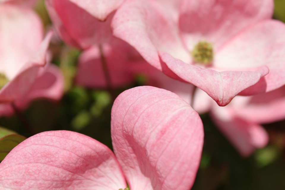 Blossom plant photography leaf