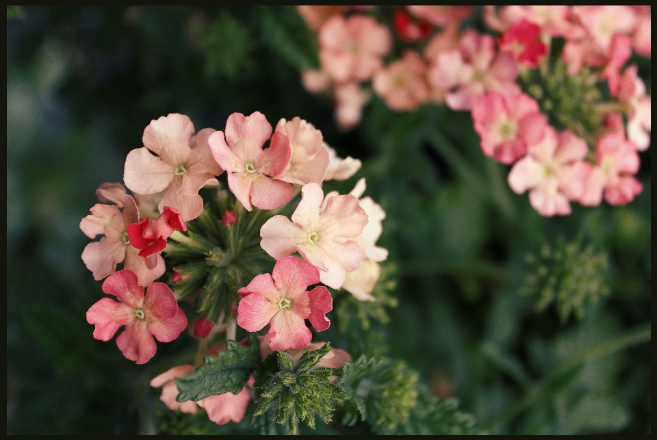 Florecer planta hoja flor