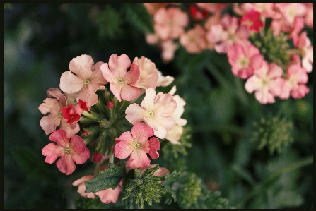 Blossom plant leaf flower Photo