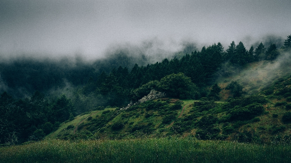 Landschaft baum natur wald