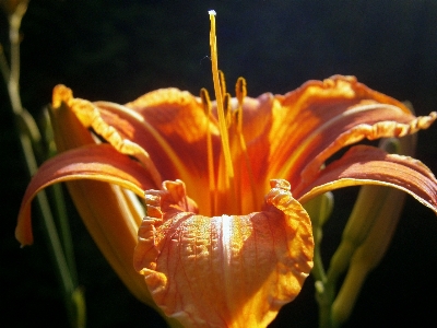 自然 花 構造 植物 写真