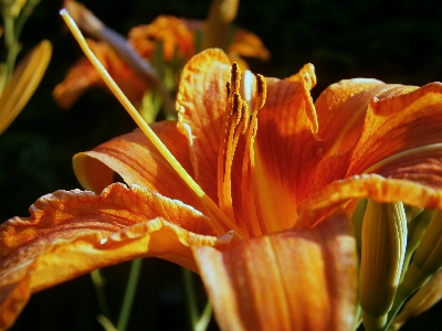 自然 花 構造 植物 写真