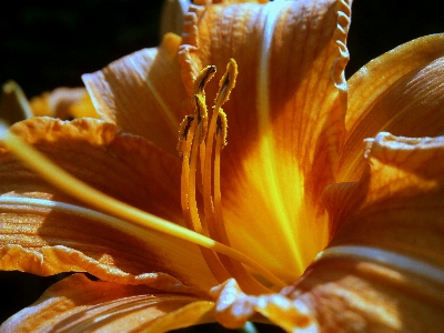 Nature blossom structure plant Photo