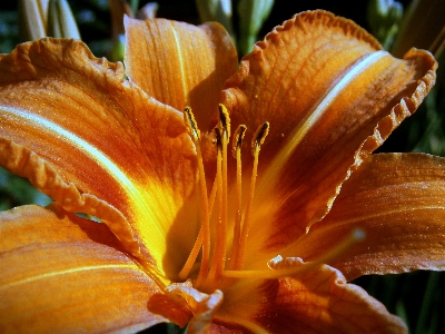 自然 花 構造 植物 写真