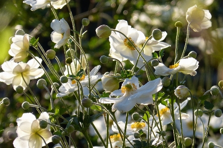 Blossom plant white meadow Photo