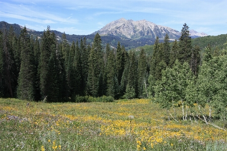 Landscape tree forest wilderness Photo