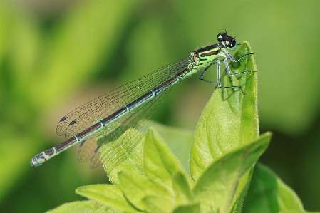 Nature wing plant photography Photo