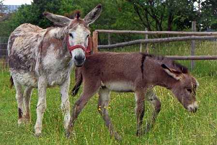 Meadow animal wildlife herd Photo