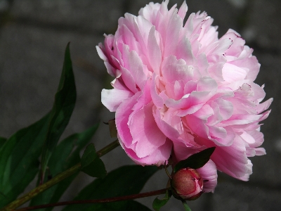 Nature blossom plant flower Photo