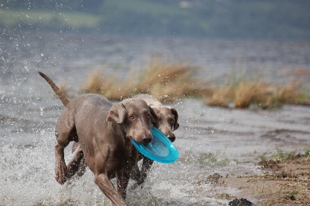 Foto Acqua natura giocare bagnato