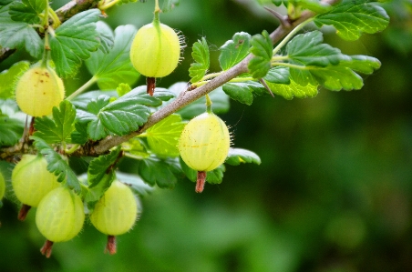 Tree branch blossom plant Photo