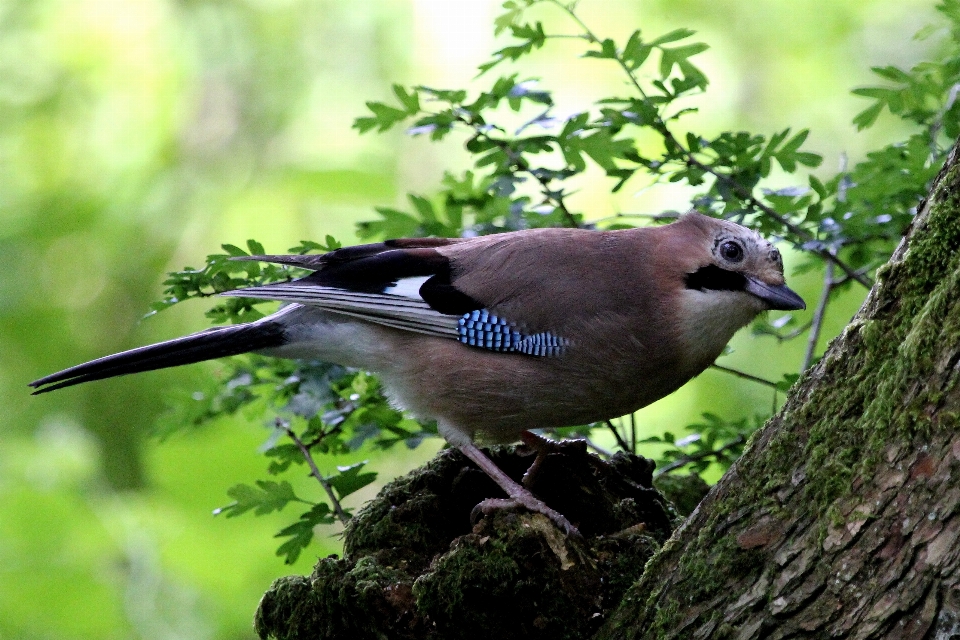 Naturaleza rama pájaro fauna silvestre