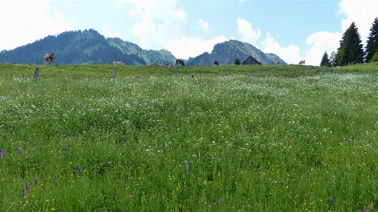 Nature grass marsh wilderness Photo