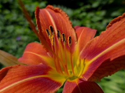 自然 花 植物 花弁 写真