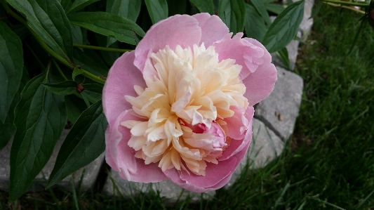 Blossom plant flower petal Photo