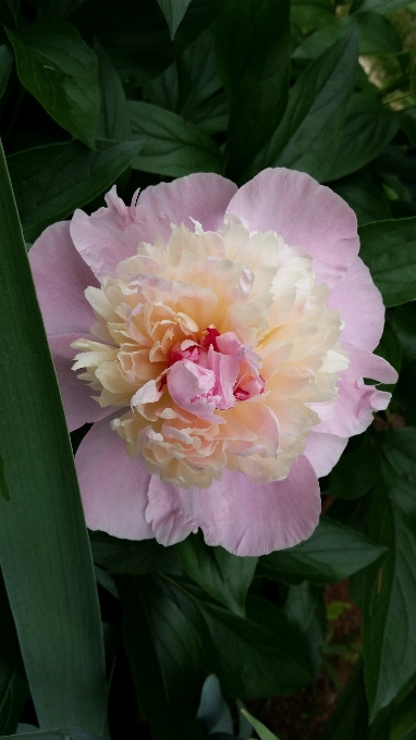 Nature blossom plant flower