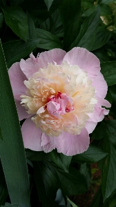 Nature blossom plant flower Photo