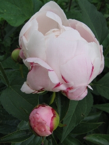 Foto Naturaleza florecer planta blanco