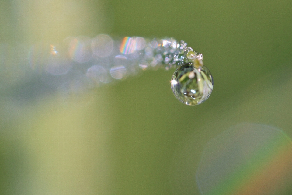 Eau nature goutte rosée